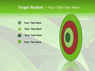 Cocotier Gouttes Feuillages PowerPoint Template