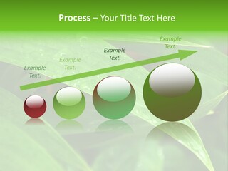Cocotier Gouttes Feuillages PowerPoint Template