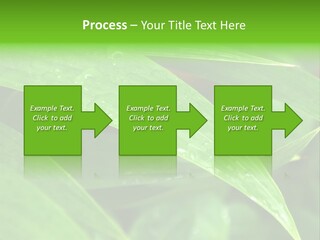 Cocotier Gouttes Feuillages PowerPoint Template