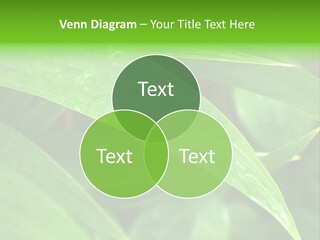Cocotier Gouttes Feuillages PowerPoint Template