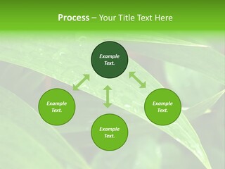Cocotier Gouttes Feuillages PowerPoint Template