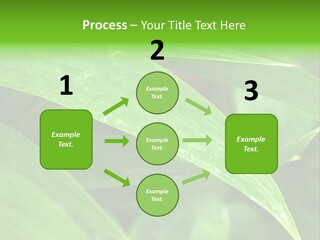 Cocotier Gouttes Feuillages PowerPoint Template