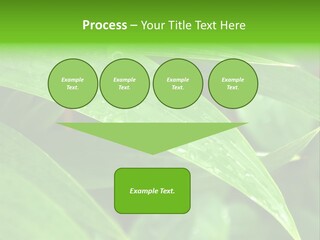 Cocotier Gouttes Feuillages PowerPoint Template
