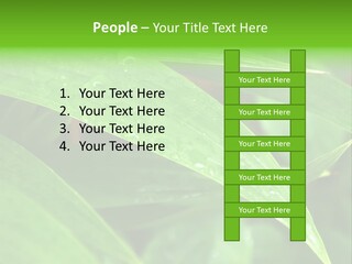 Cocotier Gouttes Feuillages PowerPoint Template