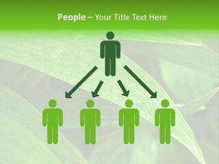 Cocotier Gouttes Feuillages PowerPoint Template