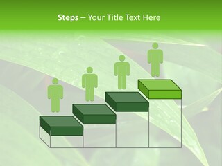 Cocotier Gouttes Feuillages PowerPoint Template