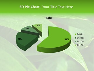 Cocotier Gouttes Feuillages PowerPoint Template