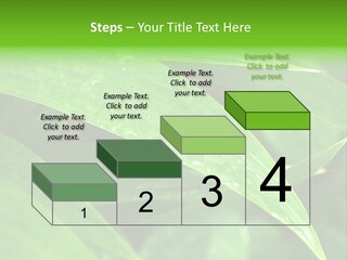Cocotier Gouttes Feuillages PowerPoint Template