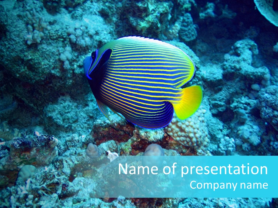 Wildlife Coral Egypt PowerPoint Template