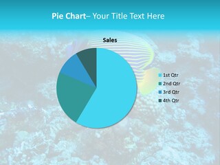 Wildlife Coral Egypt PowerPoint Template