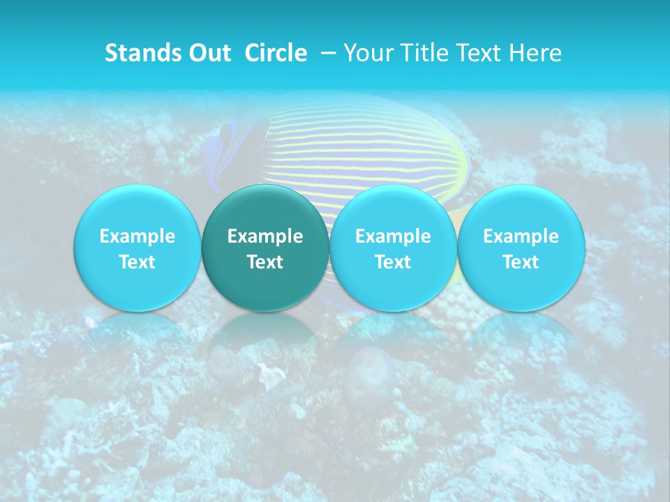 Wildlife Coral Egypt PowerPoint Template