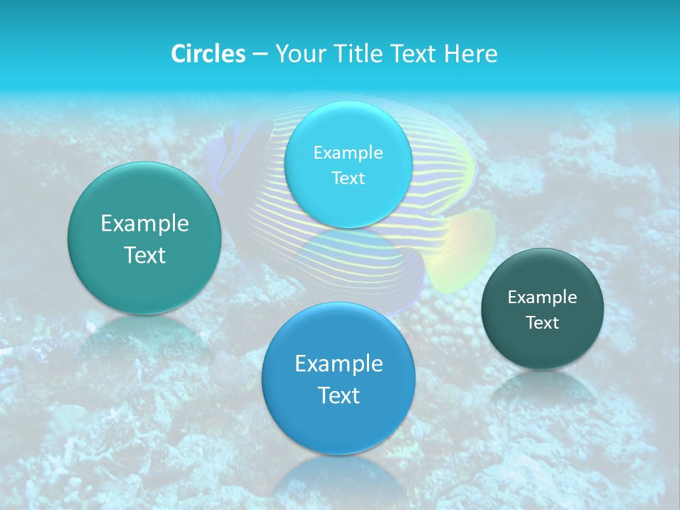 Wildlife Coral Egypt PowerPoint Template