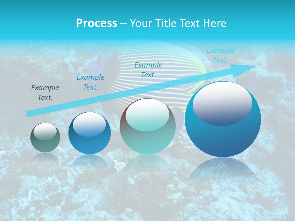 Wildlife Coral Egypt PowerPoint Template