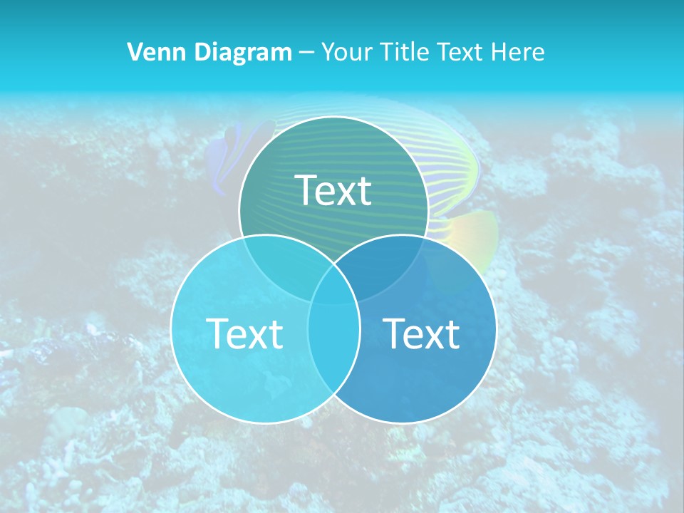 Wildlife Coral Egypt PowerPoint Template