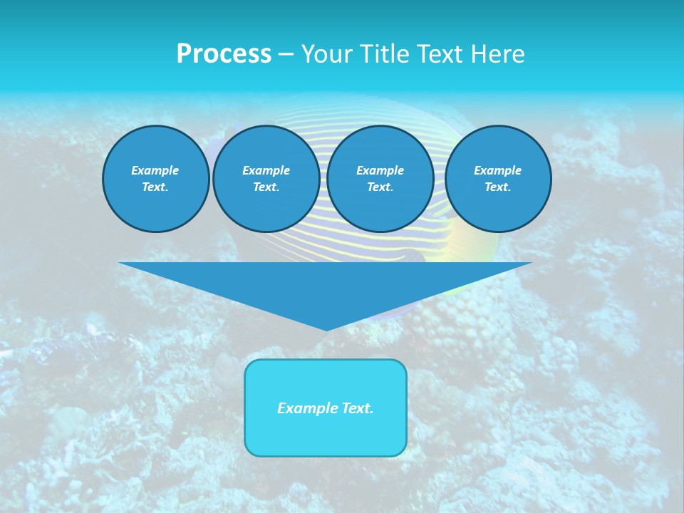 Wildlife Coral Egypt PowerPoint Template