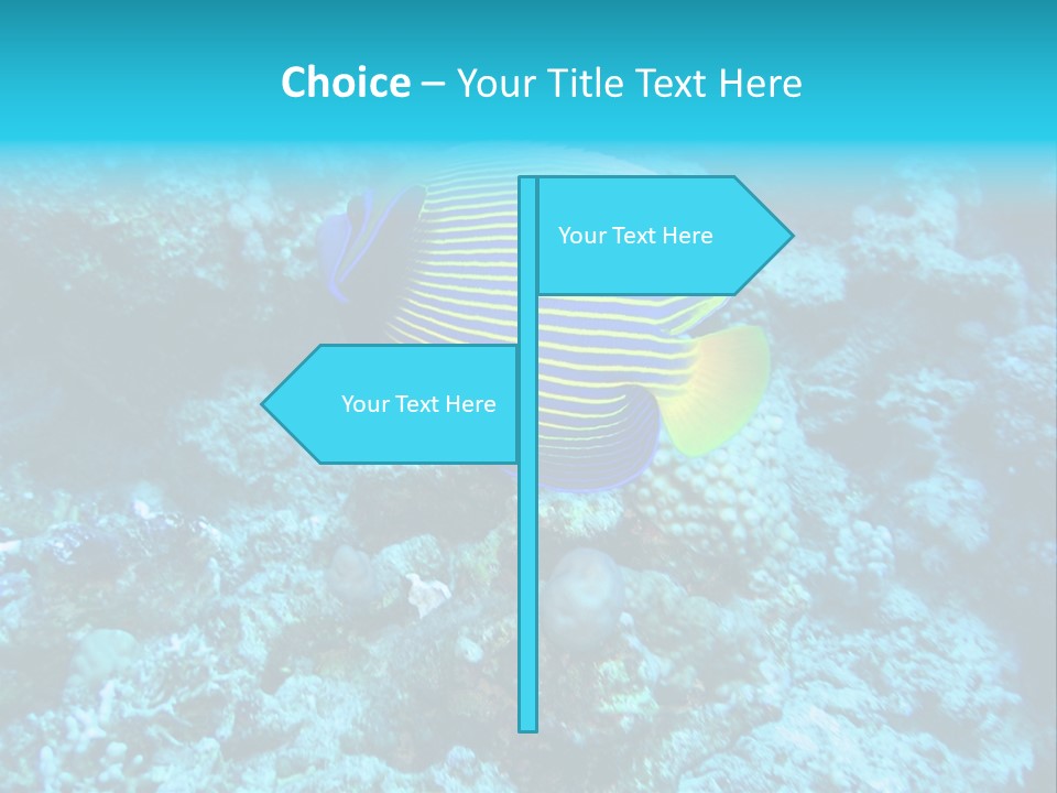 Wildlife Coral Egypt PowerPoint Template