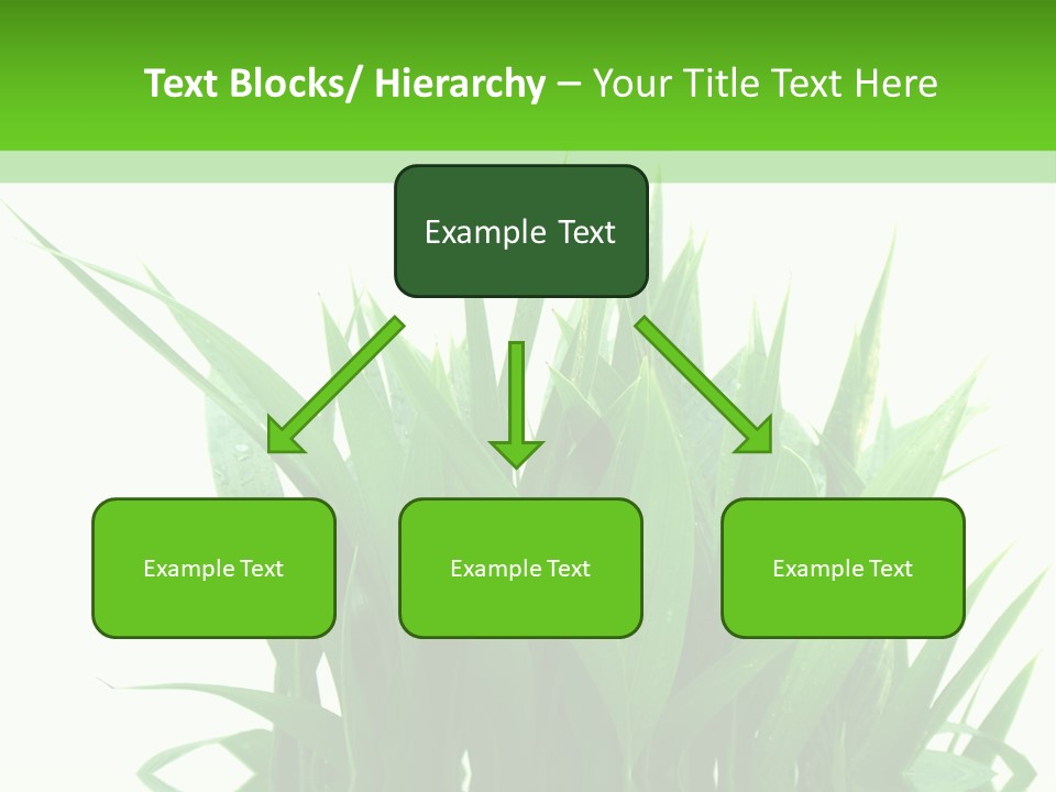 Cocotier Palmiers Tropical PowerPoint Template