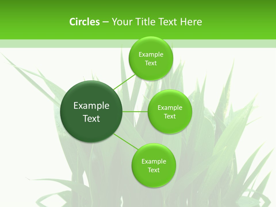 Cocotier Palmiers Tropical PowerPoint Template