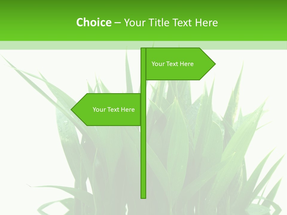 Cocotier Palmiers Tropical PowerPoint Template
