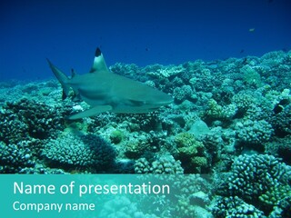 Vacaciones Tiburon Bora Bora PowerPoint Template