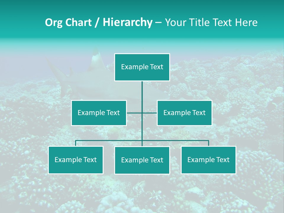 Vacaciones Tiburon Bora Bora PowerPoint Template