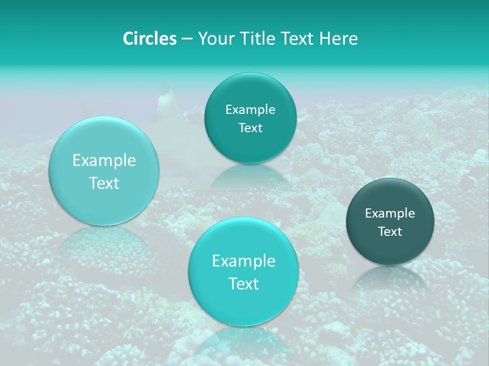 Vacaciones Tiburon Bora Bora PowerPoint Template