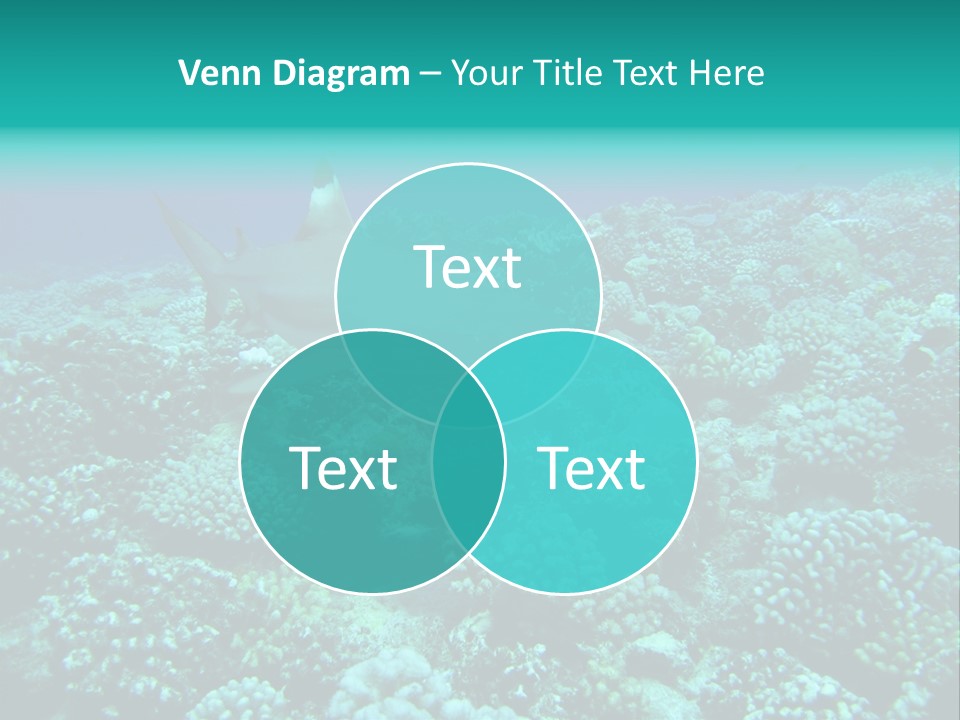 Vacaciones Tiburon Bora Bora PowerPoint Template