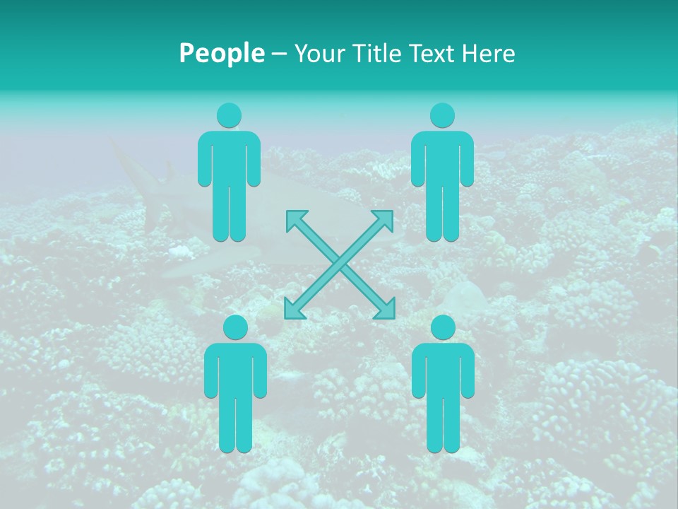 Vacaciones Tiburon Bora Bora PowerPoint Template