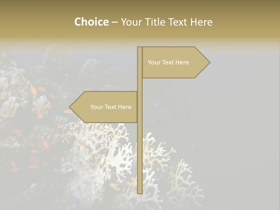 Poisson Perroquet Bouteilles De Plong Eau PowerPoint Template