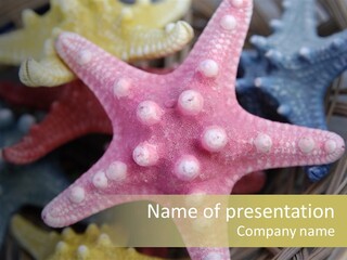 Aquatic Star Echinoderm PowerPoint Template