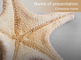 Crustacean Pentagon Starfish PowerPoint Template