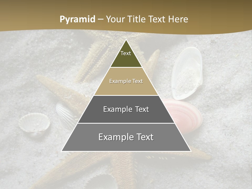 Shells Ocean Marine PowerPoint Template