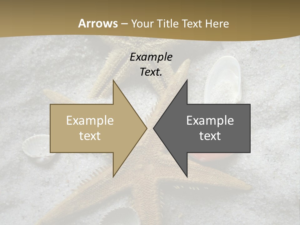 Shells Ocean Marine PowerPoint Template