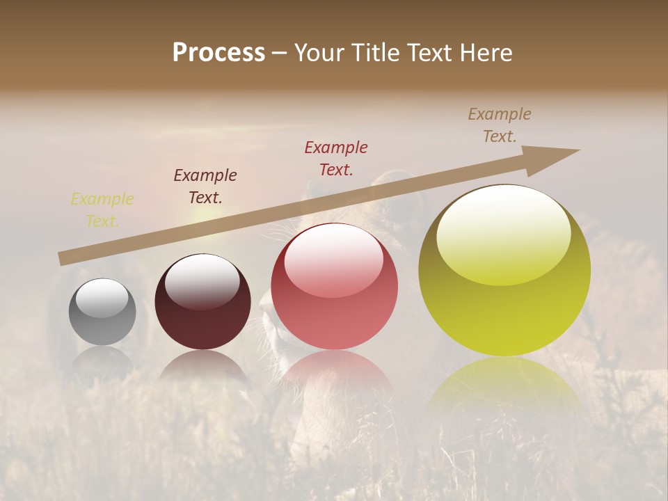 Natur Tierpark Blick PowerPoint Template