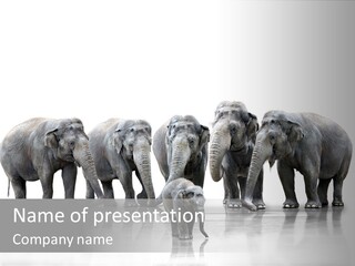 Tier Zusammenhalt Elefanten PowerPoint Template