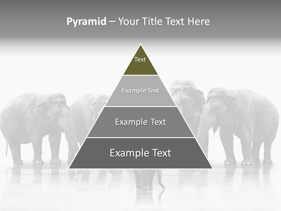 Tier Zusammenhalt Elefanten PowerPoint Template