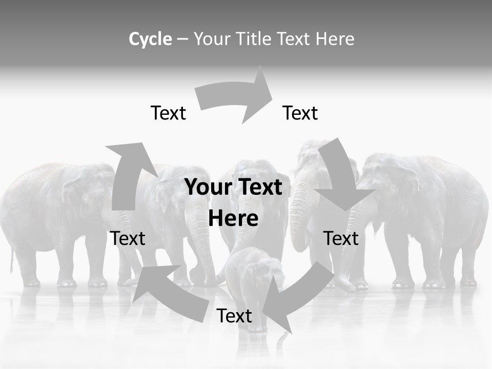 Tier Zusammenhalt Elefanten PowerPoint Template