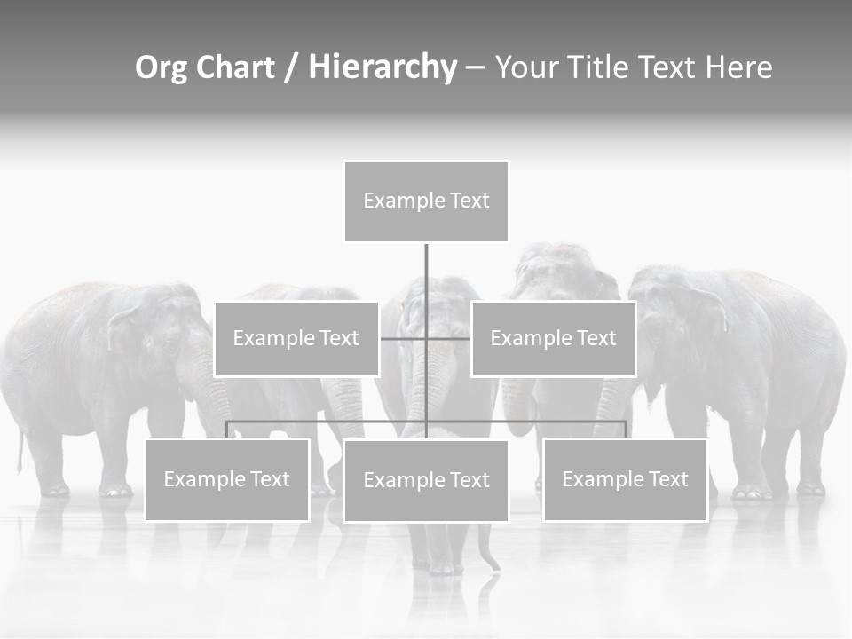 Tier Zusammenhalt Elefanten PowerPoint Template