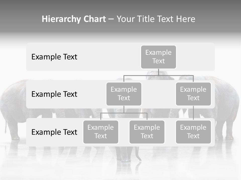 Tier Zusammenhalt Elefanten PowerPoint Template
