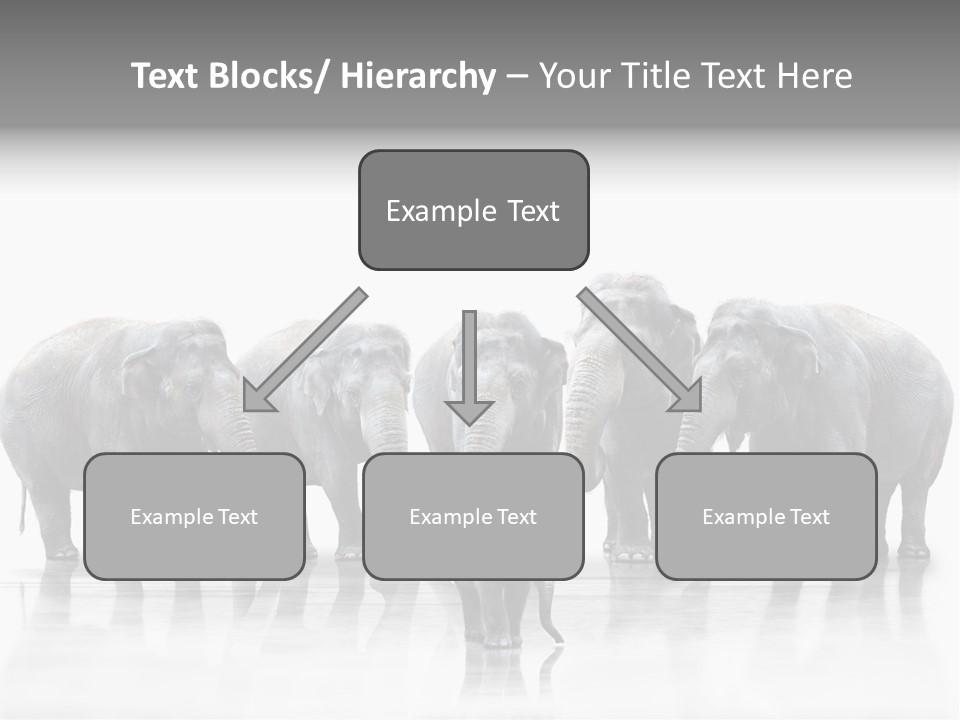 Tier Zusammenhalt Elefanten PowerPoint Template