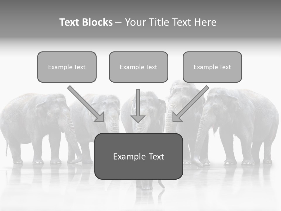 Tier Zusammenhalt Elefanten PowerPoint Template