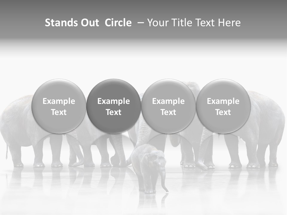 Tier Zusammenhalt Elefanten PowerPoint Template