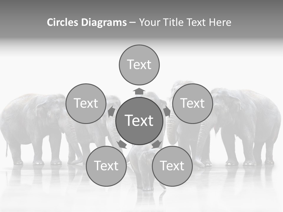 Tier Zusammenhalt Elefanten PowerPoint Template