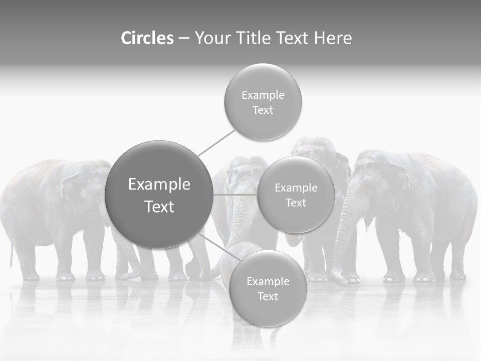 Tier Zusammenhalt Elefanten PowerPoint Template