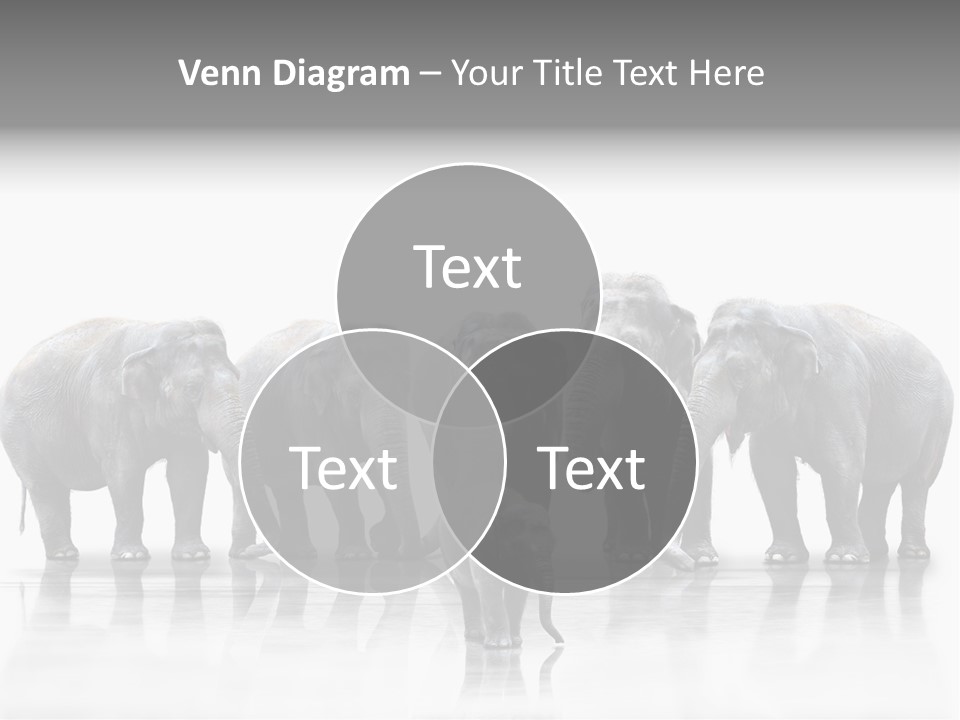 Tier Zusammenhalt Elefanten PowerPoint Template