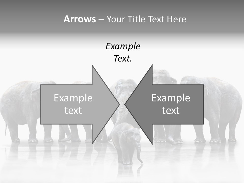 Tier Zusammenhalt Elefanten PowerPoint Template
