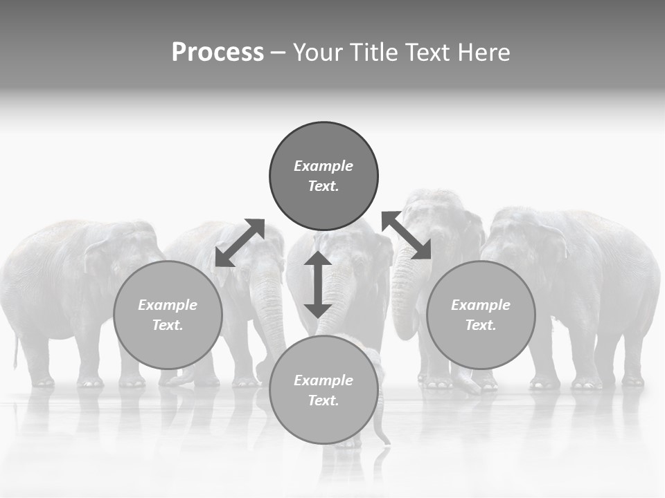 Tier Zusammenhalt Elefanten PowerPoint Template
