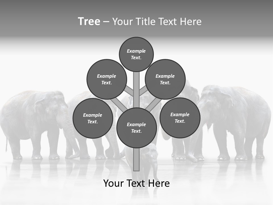 Tier Zusammenhalt Elefanten PowerPoint Template