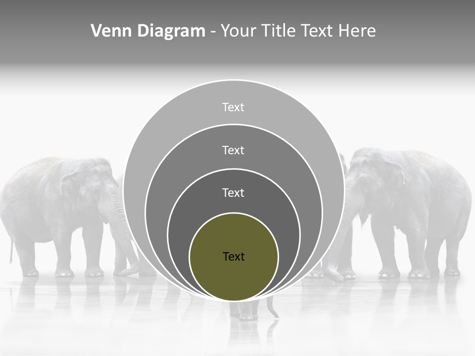 Tier Zusammenhalt Elefanten PowerPoint Template