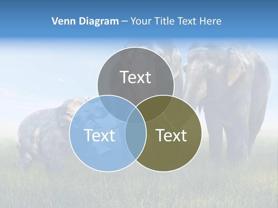 Elefantenbaby Liebe Lieb PowerPoint Template